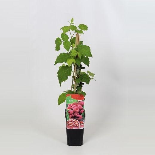 <h4>Rubus idaeus Malling Promise</h4>