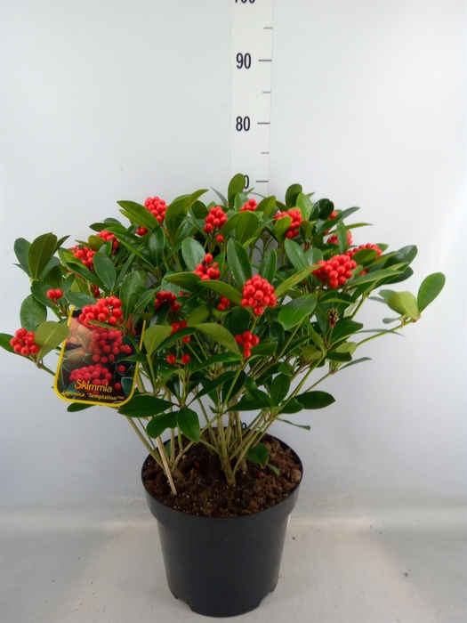 <h4>Skimmia jap. 'Temptation'</h4>