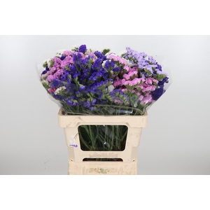 Limonium St Gemengd