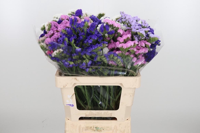 <h4>Limonium St Gemengd</h4>