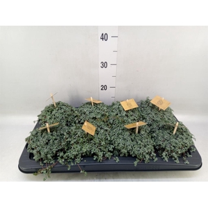 Pilea glaucophylla 'Greyzy'