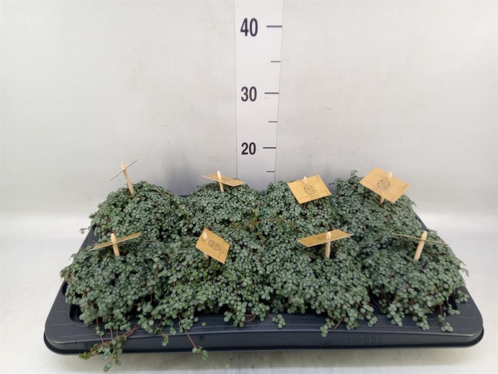 <h4>Pilea glaucophylla 'Greyzy'</h4>