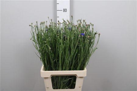 <h4>Centau Cyanus</h4>