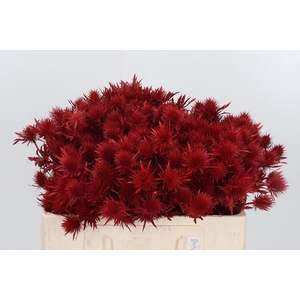 Eryn Supernova Kl Bh Rood