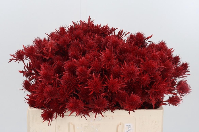 <h4>Eryn Supernova Kl Bh Rood</h4>