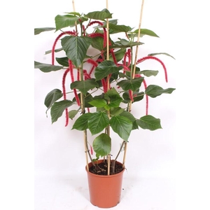Acalypha hispida