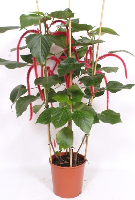 <h4>Acalypha hispida</h4>