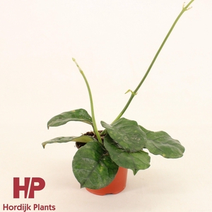 Hoya Villosa P9