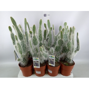 Opuntia