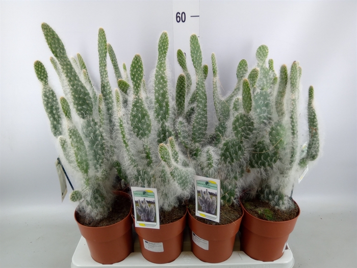 <h4>Opuntia</h4>