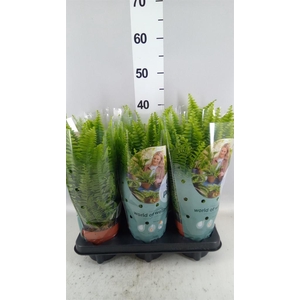 Nephrolepis exal. 'Green Lady'
