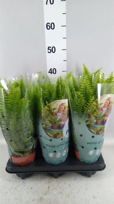 <h4>Nephrolepis exal. 'Green Lady'</h4>