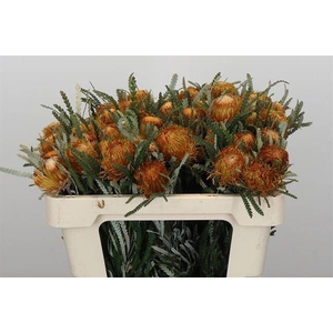 Banksia dryandra formosa