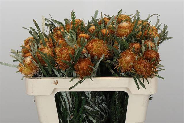 <h4>Banksia dryandra formosa</h4>