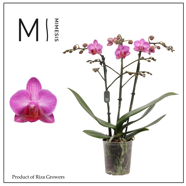 <h4>Mimesis Phal. Stuttgart - 3 spike 9cm</h4>