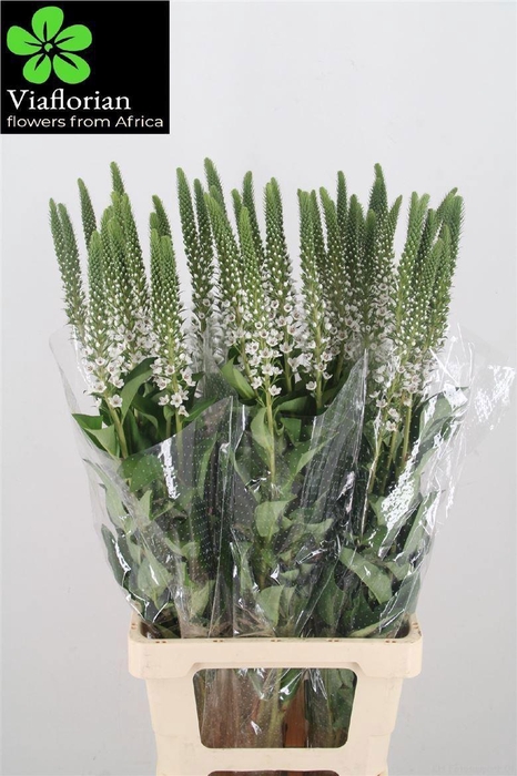 <h4>Lysim Clethroides</h4>