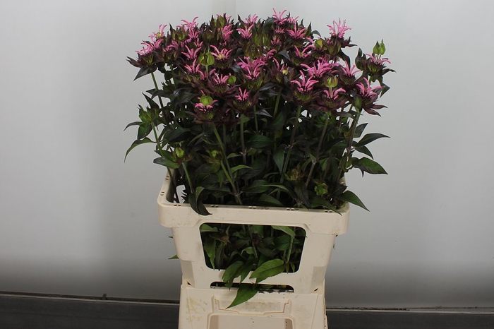 <h4>Monarda Liesbeth</h4>