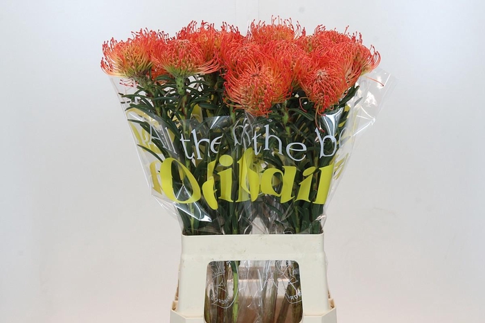 <h4>LEUCO CO SUCCESSION</h4>