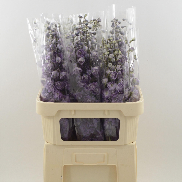 <h4>DELPHINIUM DU 'DEV MOJO MAGENTA'</h4>