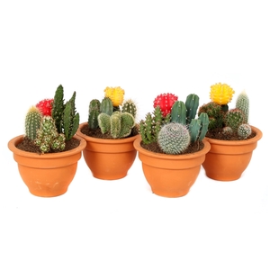Cactus opgemaakt in campana schaal 13 cm