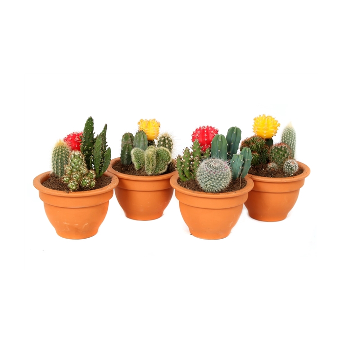 <h4>Cactus opgemaakt in campana schaal 13 cm</h4>