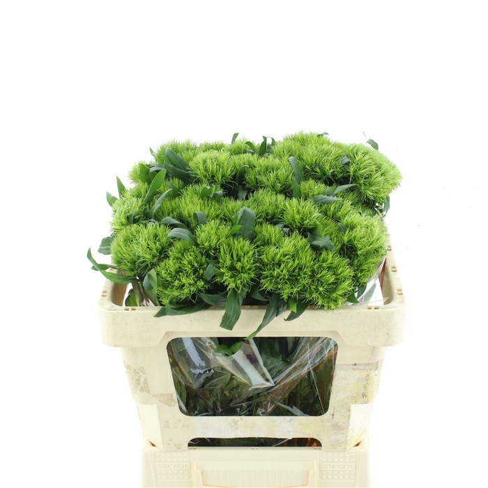 <h4>Di Barb Green Trick (x50 In Hoes)</h4>