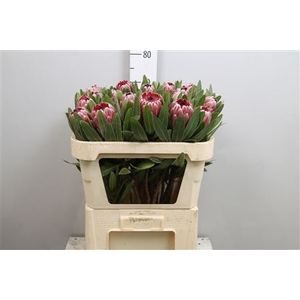 Protea Pink Ice