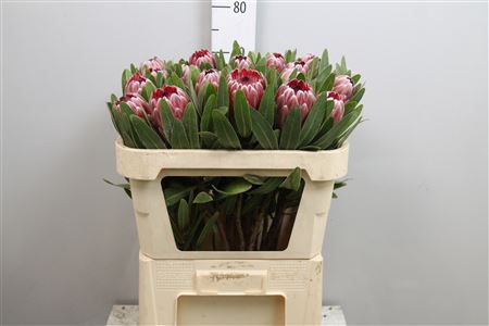 <h4>Protea Pink Ice</h4>