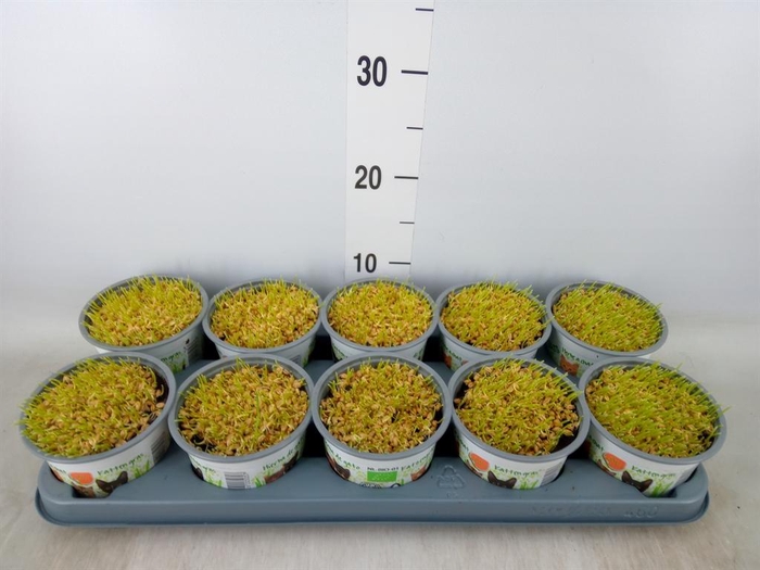 <h4>Hordeum sp.   ...kattegras zaai</h4>