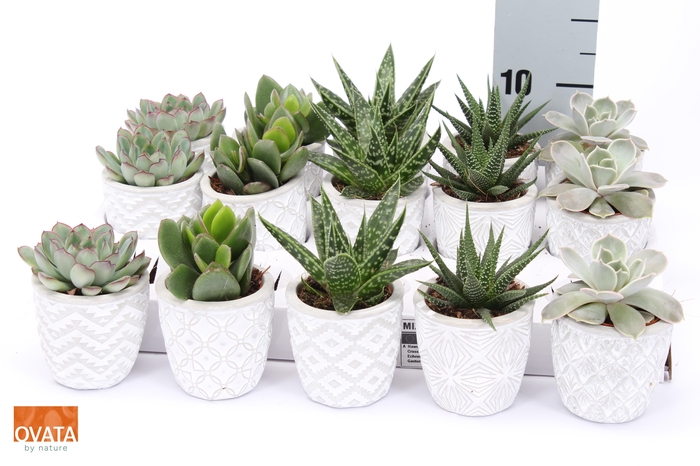 <h4>SUCC GEM 5 SRT</h4>