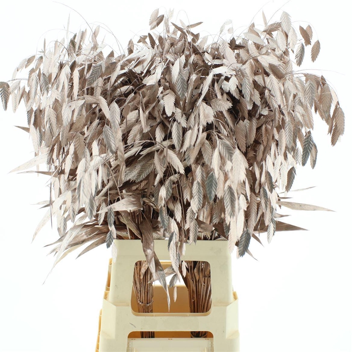 <h4>Chasmantium Klb Champagne</h4>