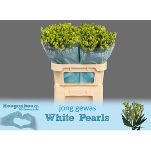 Alstroemeria fl white pearls