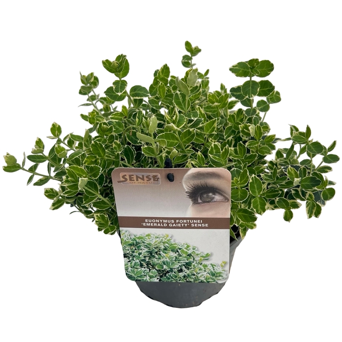 <h4>Euonymus fort. 'Emerald Gaiety' sense</h4>