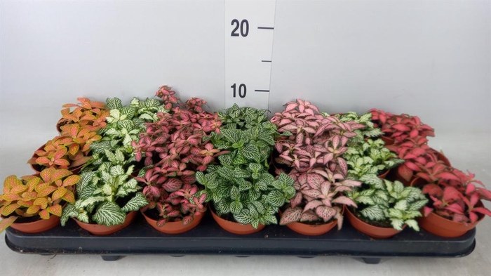 <h4>Fittonia   ...mix 7</h4>