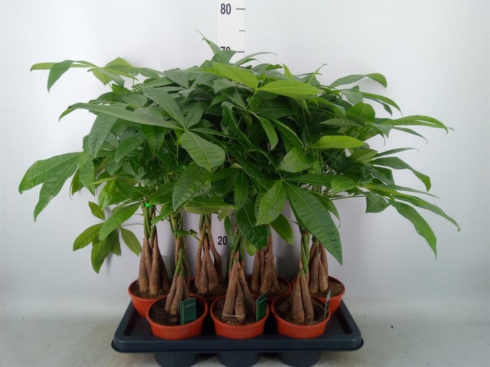 <h4>Pachira aquatica</h4>