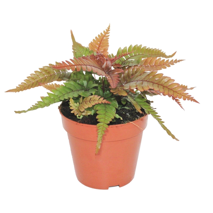 <h4>Pteris Quadriaurita 'Tricolor'</h4>