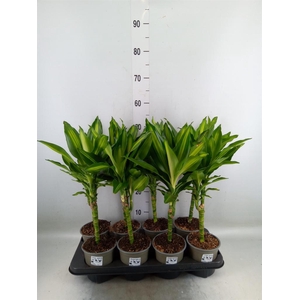 Dracaena frag. 'Cintho'