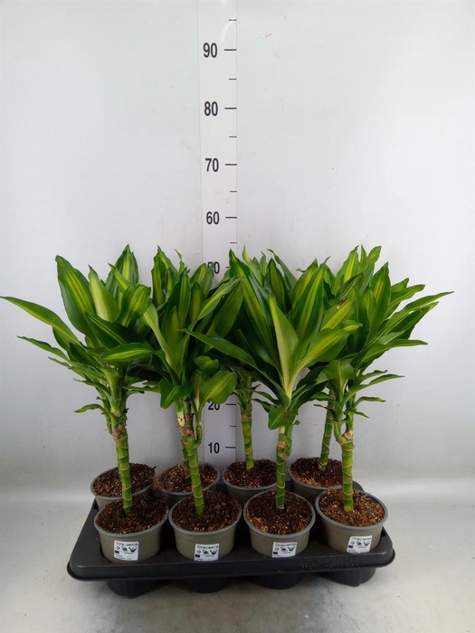 <h4>Dracaena frag. 'Cintho'</h4>