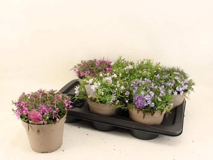 <h4>PHLOX SUBULATA</h4>