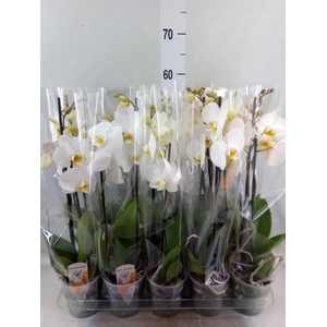 Phalaenopsis   ...