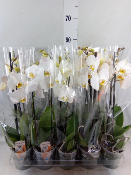 <h4>Phalaenopsis   ...</h4>