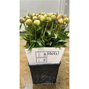 Paeonia Boule De Neige 60 Cm