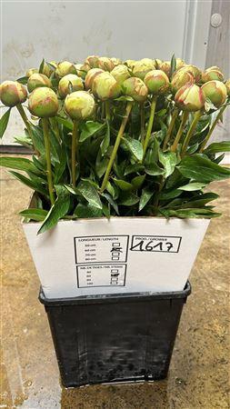 <h4>Paeonia Boule De Neige 60 Cm</h4>