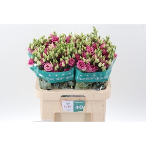 Eus G Rosi Rose Pink