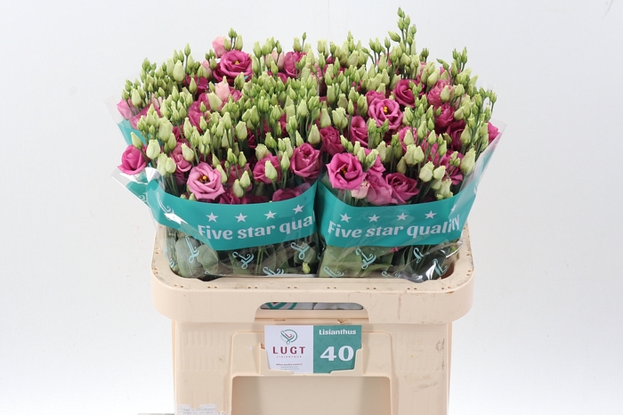 <h4>Eus G Rosi Rose Pink</h4>