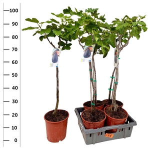 FICUS CARICA