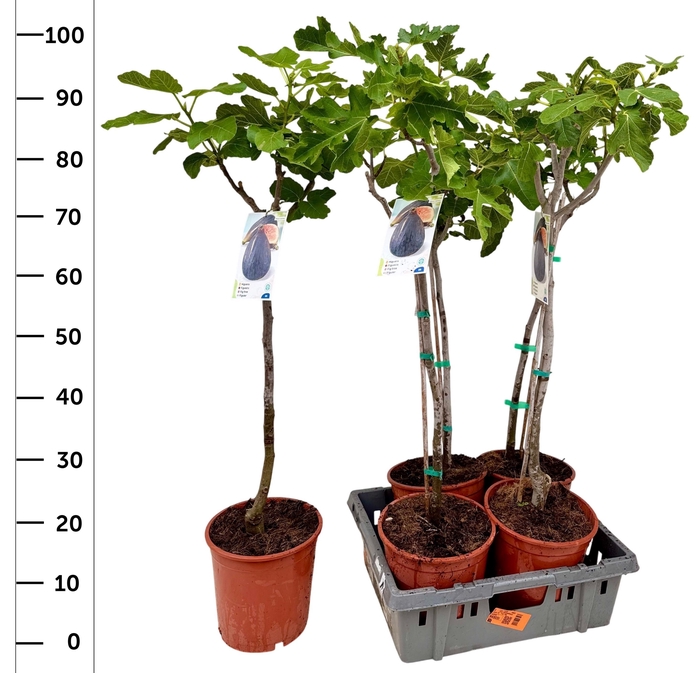 <h4>FICUS CARICA</h4>