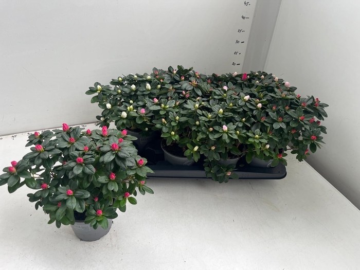 <h4>RHODO SI GEM</h4>