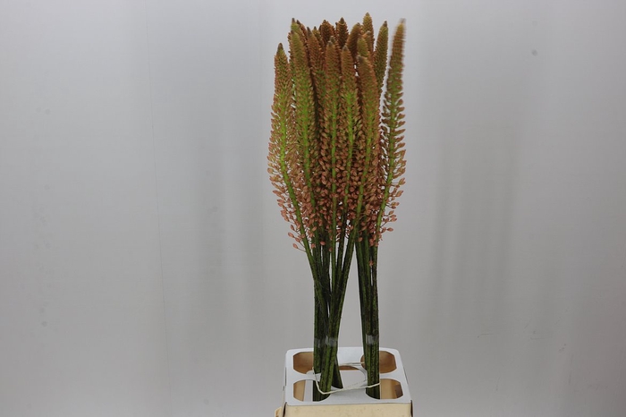 <h4>Eremurus Macarena</h4>