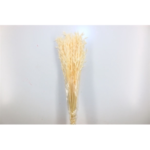 Pres Avena Sativa Bleached 100gr Bunch